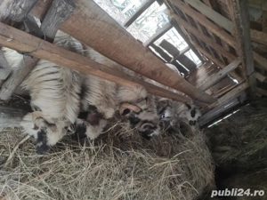 oi de vânzare  - imagine 4