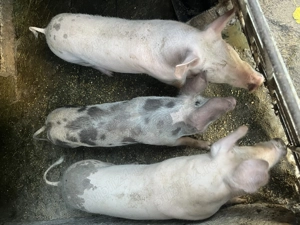 Grasuni!!!!!!!!!!!!! - imagine 2