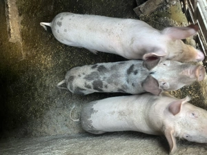 Grasuni!!!!!!!!!!!!!