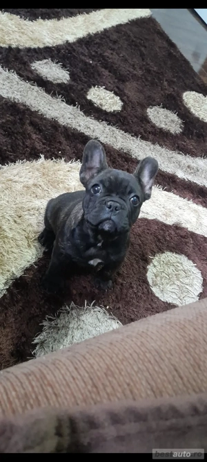Bulldog francez talie mica fetiță 
