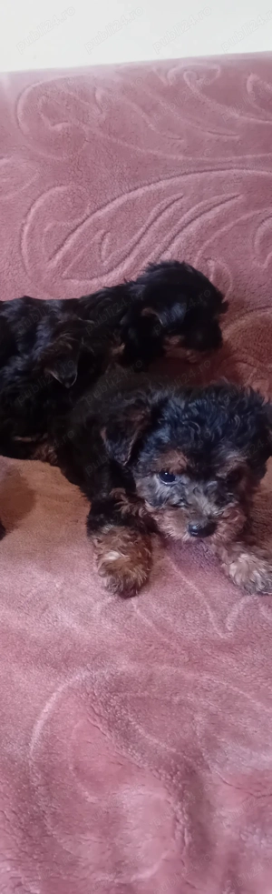 Vând pui de câine terrier yourkshire !