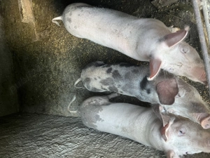 Grasuni!!!!!!!!!!!!! - imagine 3