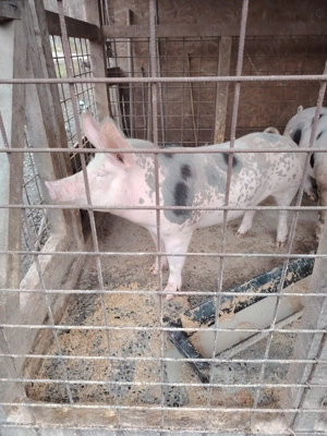 Porci de carne 110-130 kg - imagine 3