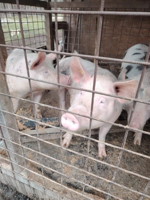 Porci de carne 110-130 kg - imagine 2