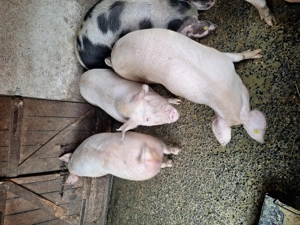 Porci grasi de vanzare