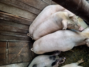 Porci grasi de vanzare - imagine 2