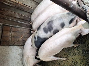 Porci grasi de vanzare - imagine 4