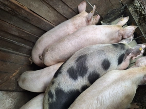 Porci grasi de vanzare - imagine 5