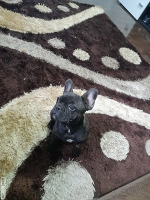 Bulldog francez talie mica fetiță  - imagine 3