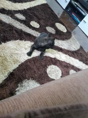 Bulldog francez talie mica fetiță  - imagine 5