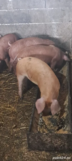 Vînd șuldei duroc 25_30 kg 