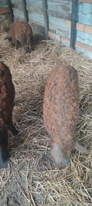 Purcei Mangalița  - imagine 2