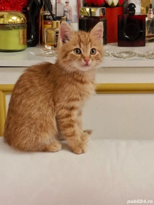 Siberiana de pădure 