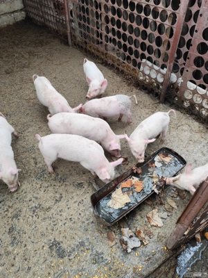 Purcei de vanzare - imagine 3