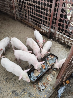 Purcei de vanzare - imagine 2