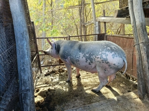 Porci pentru Crăciun  - imagine 2