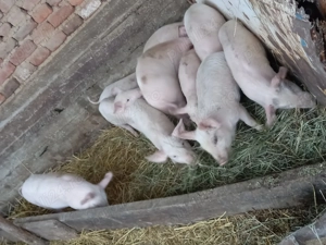 Vand 5 perechi de purcei pret 1000 de lei perechia 