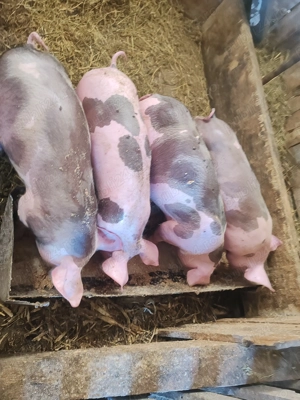 Vand purceii foarte frumosi - imagine 2