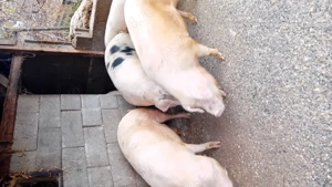 Vind porci tineri de carne - imagine 4