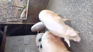Vind porci tineri de carne - imagine 5