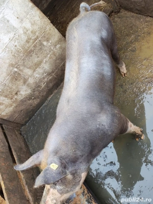 Porc de vanzare 