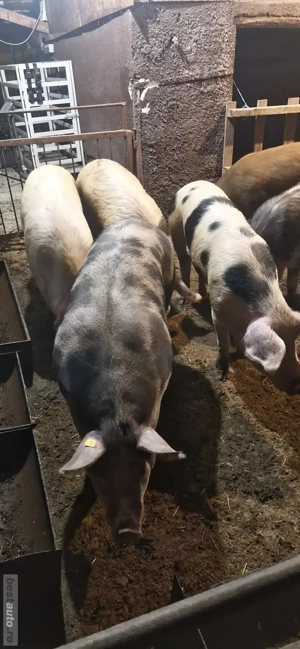 Porci de vânzare   