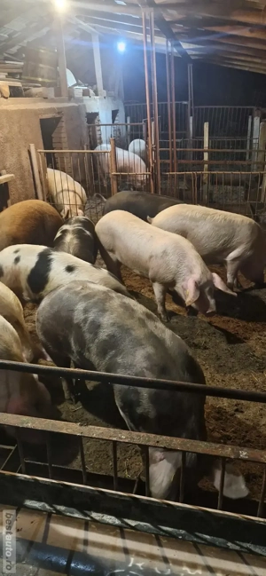 Porci de vânzare    - imagine 5