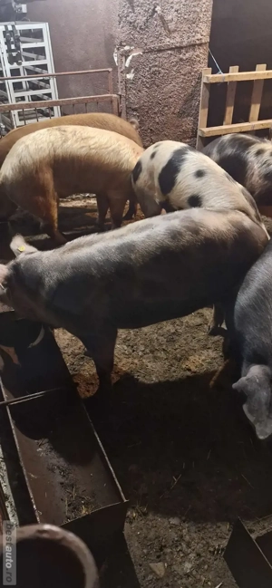 Porci de vânzare    - imagine 4