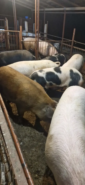 Porci de vânzare    - imagine 3