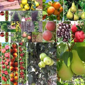 pomi columnari si pitici