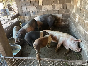 porci purcei - imagine 2