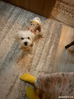 vand bischon  - imagine 2