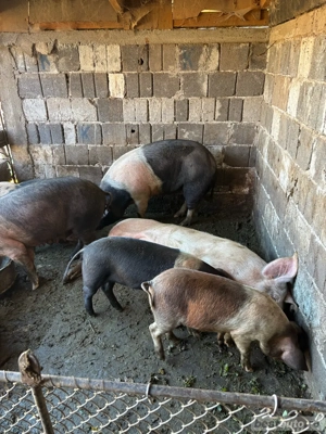 porci purcei - imagine 5