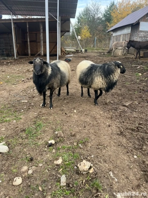 vand diverse animale de ferma - imagine 5