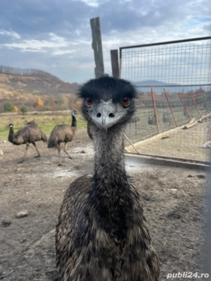 vand diverse animale de ferma