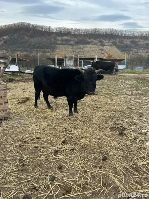 vand diverse animale de ferma - imagine 3