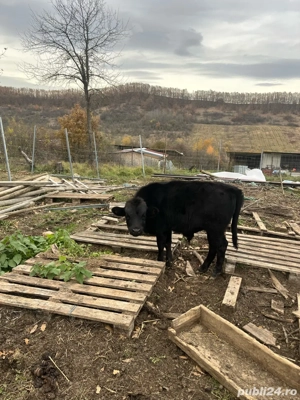 vand diverse animale de ferma - imagine 2