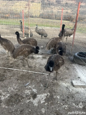 vand diverse animale de ferma - imagine 4