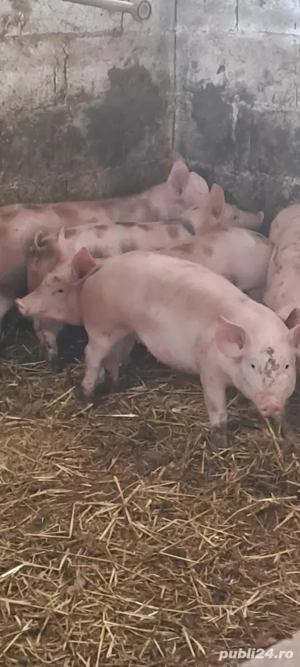 Vînd șuldei petran 25_30 kg