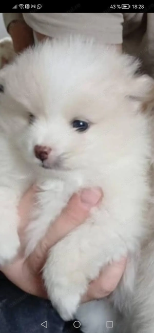 Vând cățeluș pomeranian băiețel 4 luni este f cuminte frumos și jucăuș are carnet de sănătate  - imagine 2