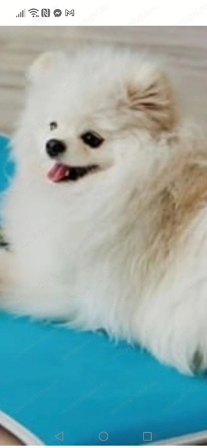 Vând cățeluș pomeranian băiețel 4 luni este f cuminte frumos și jucăuș are carnet de sănătate 