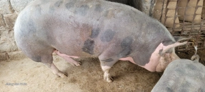 Porci și grasuni rasa pietrean 