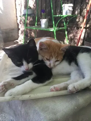 Casă de vânzare în Bivolari, jud. Iași   3 camere, teren 1152 mp - imagine 6