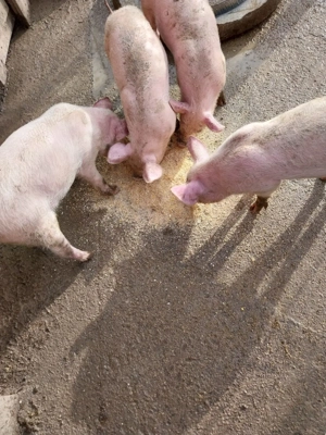 Vand porci - imagine 2