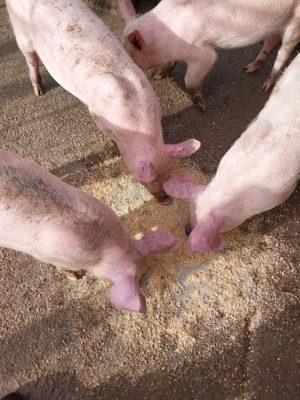 Vand porci - imagine 3