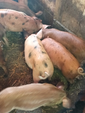 Purcei buni de carne 