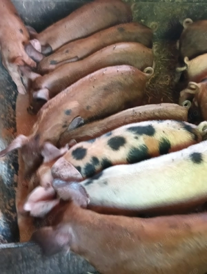 Purcei buni de carne  - imagine 3