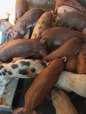 Purcei buni de carne  - imagine 4