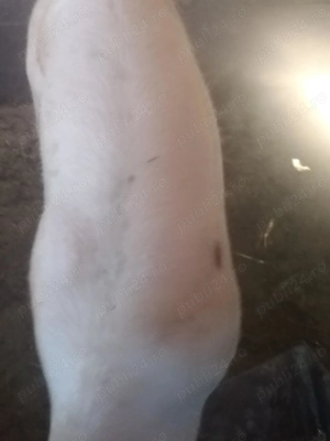 Vând porc gras 80-110 - imagine 3