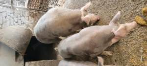 Porci și grasuni rasa pietrean  - imagine 3